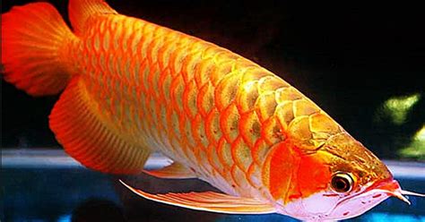 Mengenal Ikan Arwana Golden Red Saung Petani