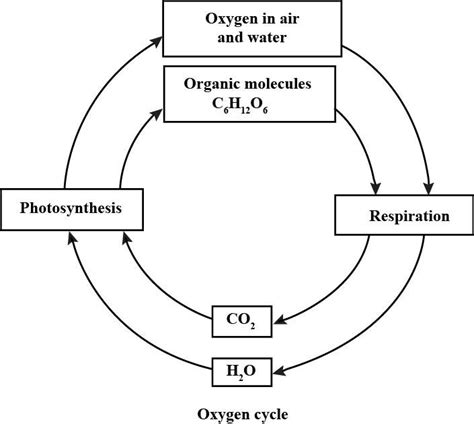 SOLVED Draw A Diagrammatic Sketch Of Oxygen Cycle In Nature Self