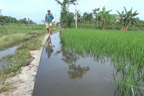 Berita Terkini Harian Hektar Lahan Pertanian Di Lumajang Terendam