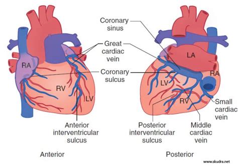 Venous Drainage Of The Heart Ctsqena