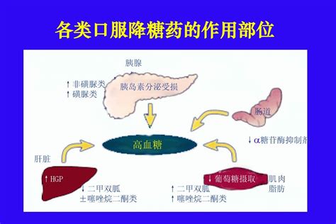 9 口服降糖药物的应用word文档在线阅读与下载无忧文档