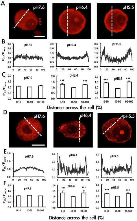 Acid induces PKA and PKCε translocation Primary dorsal root ganglia