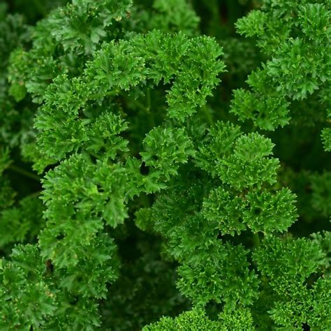 Parsley Moss Curled Seed Patch