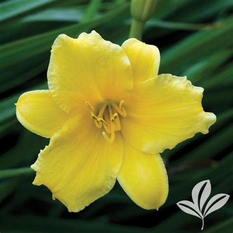 Hemerocallis Hemerocallis Stella De Oro Stella De Oro Daylily From