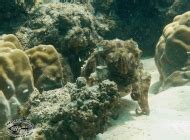 Reef Cuttlefish Sepia Latimanus Chaloklum Diving Koh Phangan