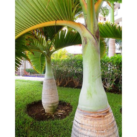 Buy Hyophorbe Lagenicaulis Bottle Palm With Canarius