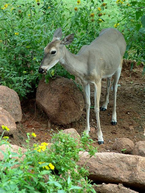 Garden Housecalls - Deer in the Garden