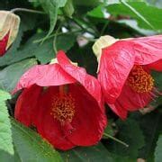 Abutilon Lucky Lantern White 6 Pot Hello Hello Plants Garden