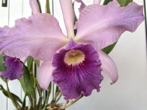 Cattleya Canhamiana Coerulea Azure Skies Orchid Flower Cattleya