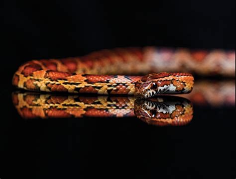 animals, Snake, Black Background, Reflection Wallpapers HD / Desktop ...