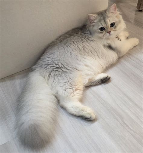Available Kittens - Maison Miami Cattery | Miami Beach