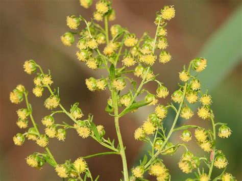 Compound Found In Chinese Medicinal Herb Fights Mycobacterium