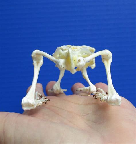 4-1/2 by 2-1/2 Authentic Javan Giant Frog Skeleton, Fanged River Frog ...