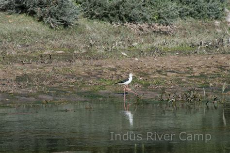 birdwatching wildlife  ladakh ibisbill red fox  species