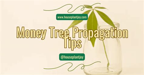 Money Tree Propagation Tips - HouseplantJoy.com