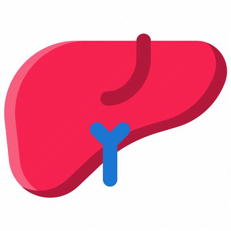 Liver Icon Download On Iconfinder On Iconfinder