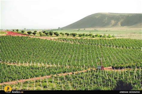 Wine Tour / Roots of Armenian Wine - Armenian Geographic