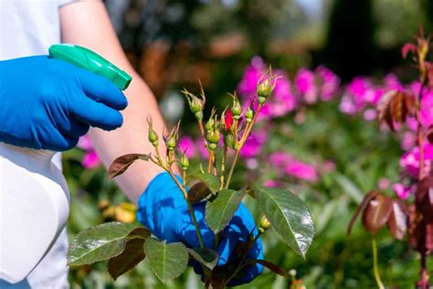 How To Control Rose Pests Naturally How To Get Rid Of Them With Natural And Organic Treatment