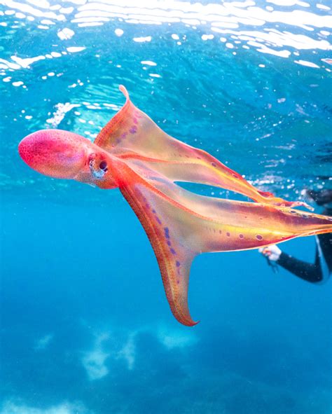 Indo-Pacific Violet Blanket Octopus from Gladstone, QLD, Australia on ...