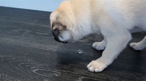 Pug Puppy Trying To Eat Ice Youtube