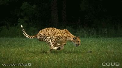 Cheetah GIF - Find & Share on GIPHY