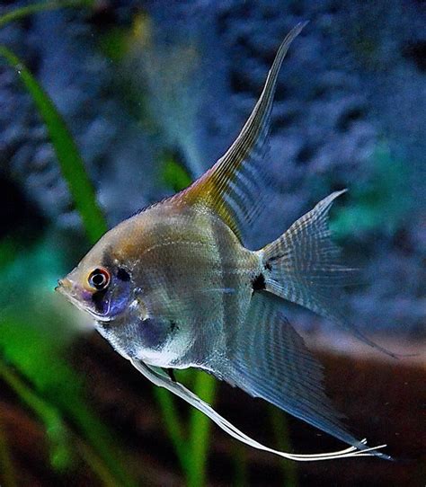 Freshwater Angelfish: Characteristics, Diet, Facts & More [Fact Sheet]