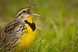 how to identify bird calls | follow us on facebook | birdingbnb