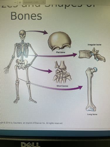 Chapter Skeletal System Flashcards Quizlet