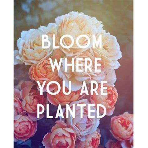 Bloom Where You Are Planted Pictures, Photos, and Images for Facebook ...