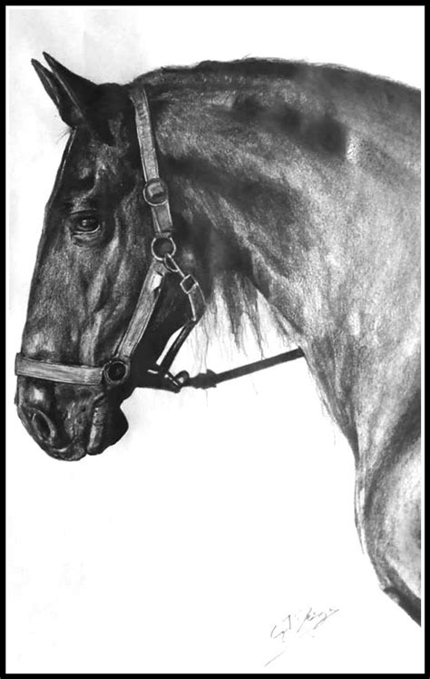 Pencil Sketch of a Horse