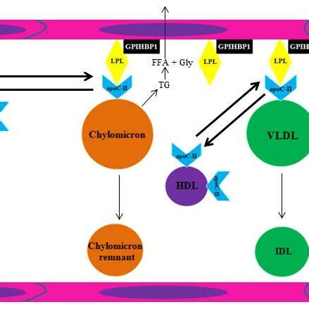 Association Of Angiopoietin Like Protein 3 ANGPTL3 Plasma