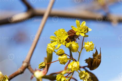 flowering maple tree 9435544 Stock Photo at Vecteezy