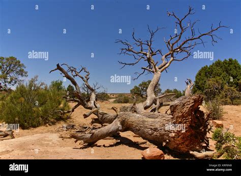 Fallen Tree In Desert High Resolution Stock Photography And Images Alamy