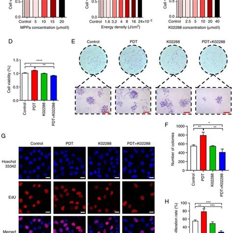 Effects Of Low Dose Pdt On The Viability And Proliferation Of Hu