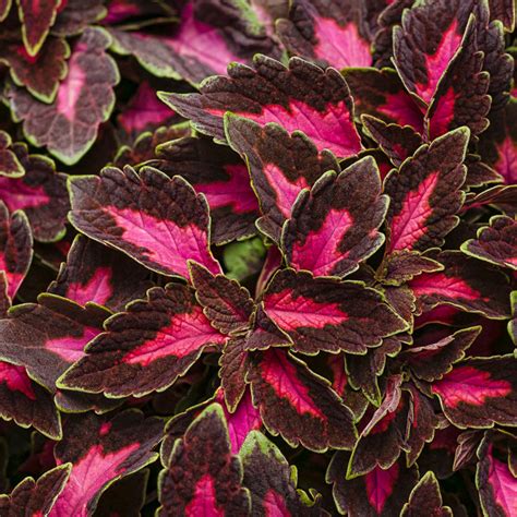 Colorblaze® Wicked Witch Coleus Plant Addicts