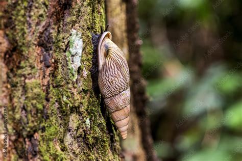 Caracol-florestal (Burringtonia pantagruelina) | Forest snail photographed in Linhares, Espírito ...