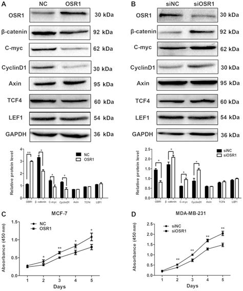 Reduced Expression Of Odd‑skipped Related Transcription Factor 1