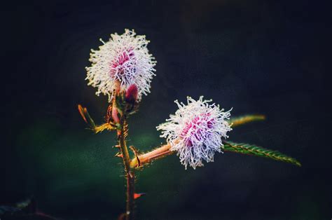 Shama Planta Flor Foto Gratis En Pixabay Pixabay