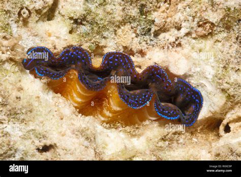 Juvenile Fluted Giant Clam Also Known As Scaly Clam Tridacna Squamosa