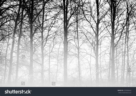 Naked Trees Novembers Fog Jokioinen Southern Stock Photo Shutterstock