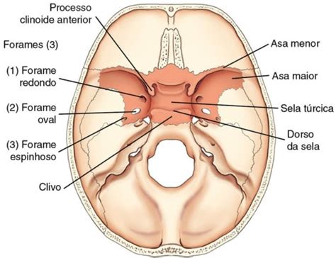 Sistema Esquel Tico Ossos Do Cr Nio Ossos Faciais E Seios Paranasais