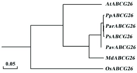 Phylogenetic Tree Of The Abcg26 Proteins Of Different Plant Species