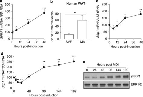 Sfrp Expression During Human And Mouse Adipogenesis A Human Sfrp