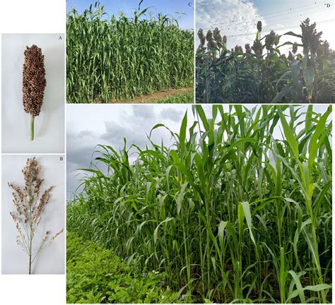 Frontiers Quantitative Trait Locus Mapping For Important Yield Traits