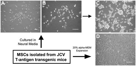 Culture Characteristics Of Mscs Isolated From The Bone Marrow Of Jcv Download Scientific