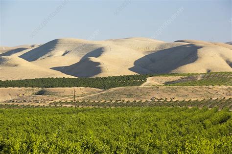 Irrigated orange trees, California, USA - Stock Image - C024/5553 ...