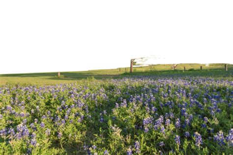 Springtime Brings A Beautiful Bloom Of Texas State Flower The