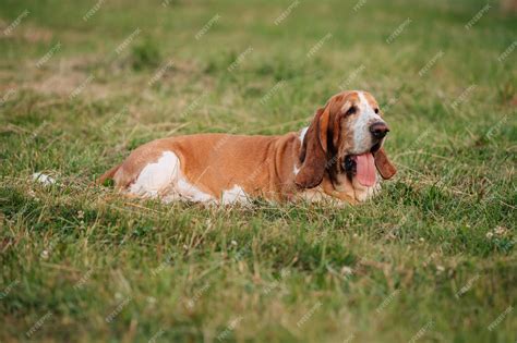 How To Tell The Breed Of A Basset Hound