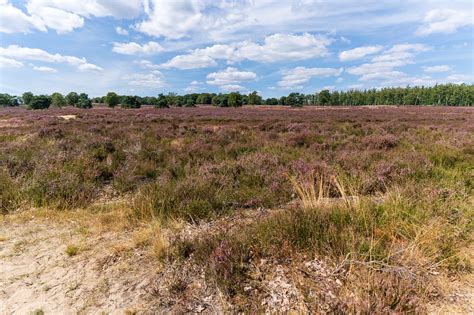 Veluwe Brezo Naturaleza Foto Gratis En Pixabay Pixabay