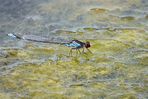 Agrion élégant OLIVIER GHETTEM Flickr